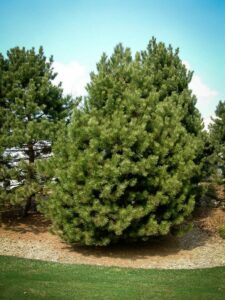 Сосна Чёрная (Pinus Nigra) купить по цене от 270.00р. в интернет-магазине «Посадика» с доставкой почтой в в Краснослободске и по всей России – [изображение №1].