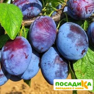 Слива Чачакская ранняя купить по цене от 229.00р. в интернет-магазине «Посадика» с доставкой почтой в в Краснослободске и по всей России – [изображение №1].