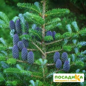 Пихта корейская (Abies koreana) купить по цене от 450.00р. в интернет-магазине «Посадика» с доставкой почтой в в Краснослободске и по всей России – [изображение №1].