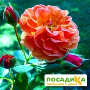 Роза Арабия купить по цене от 350.00р. в интернет-магазине «Посадика» с доставкой почтой в в Краснослободске и по всей России – [изображение №1].