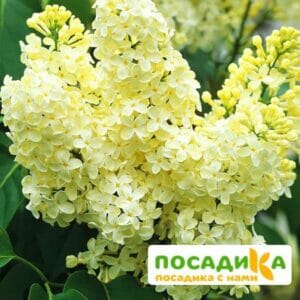 Сирень Примроуз (Primrose) купить по цене от 529.00р. в интернет-магазине «Посадика» с доставкой почтой в в Краснослободске и по всей России – [изображение №1].