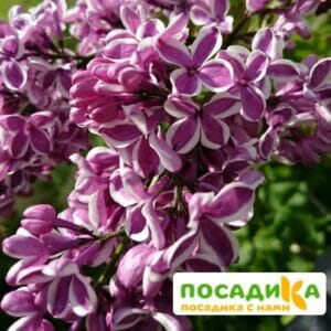 Сирень Сенсация купить по цене от 529.00р. в интернет-магазине «Посадика» с доставкой почтой в в Краснослободске и по всей России – [изображение №1].