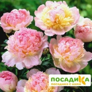 Пион Распберри Сандей (Paeonia Raspberry Sundae) купить по цене от 959р. в интернет-магазине «Посадика» с доставкой почтой в в Краснослободске и по всей России – [изображение №1].