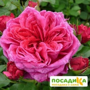 Шраб Роза Соул купить по цене от 390.00р. в интернет-магазине «Посадика» с доставкой почтой в в Краснослободске и по всей России – [изображение №1].