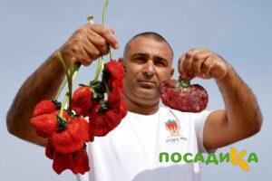 Клубника Гигант Джорнея купить по цене от 266р. в интернет-магазине «Посадика» с доставкой почтой в в Краснослободске и по всей России – [изображение №1].