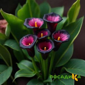 Калла Аура Лейс купить по цене от 400р. в интернет-магазине «Посадика» с доставкой почтой в в Краснослободске и по всей России – [изображение №1].