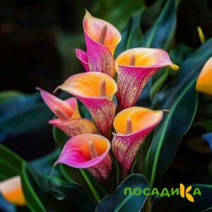 Калла Оникс купить по цене от 450р. в интернет-магазине «Посадика» с доставкой почтой в в Краснослободске и по всей России – [изображение №1].