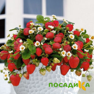 Клубника Рубиновый Шепот (горшечная) купить по цене от 240р. в интернет-магазине «Посадика» с доставкой почтой в в Краснослободске и по всей России – [изображение №1].