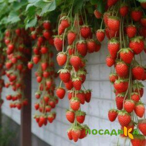 Клубника вьющаяся Комплимент купить по цене от 470р. в интернет-магазине «Посадика» с доставкой почтой в в Краснослободске и по всей России – [изображение №1].