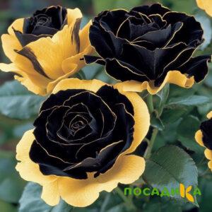 Роза Ханни Сикл купить по цене от 700р. в интернет-магазине «Посадика» с доставкой почтой в в Краснослободске и по всей России – [изображение №1].