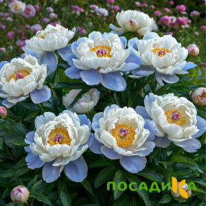 Пион акварельный Этюд купить по цене от 806р. в интернет-магазине «Посадика» с доставкой почтой в в Краснослободске и по всей России – [изображение №1].