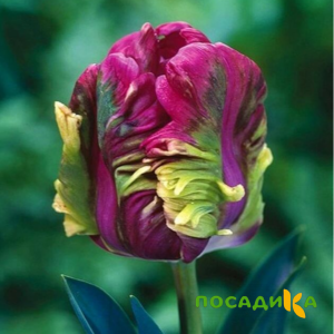 Тюльпан Экзотик Хэвен купить по цене от 186р. в интернет-магазине «Посадика» с доставкой почтой в в Краснослободске и по всей России – [изображение №1].