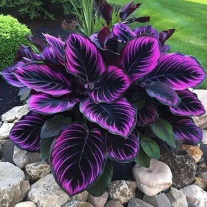 Хоста Люминоза купить по цене от 450р. в интернет-магазине «Посадика» с доставкой почтой в в Краснослободске и по всей России – [изображение №1].