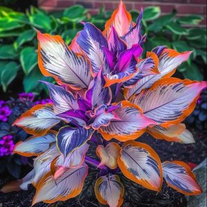 Хоста Эмеральд Тиара купить по цене от 602р. в интернет-магазине «Посадика» с доставкой почтой в в Краснослободске и по всей России – [изображение №1].