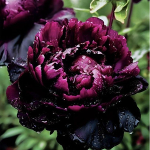 Пион Темный Сад купить по цене от 421р. в интернет-магазине «Посадика» с доставкой почтой в в Краснослободске и по всей России – [изображение №1].