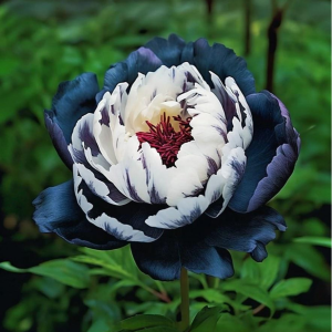 Пион Древовидный Инь-Янь купить по цене от 419р. в интернет-магазине «Посадика» с доставкой почтой в в Краснослободске и по всей России – [изображение №1].