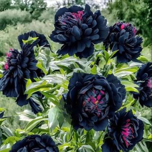 Пион древовидный Сердце Афродиты купить по цене от 600р. в интернет-магазине «Посадика» с доставкой почтой в в Краснослободске и по всей России – [изображение №1].