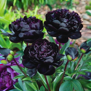 Пион Королевский Бархат купить по цене от 419р. в интернет-магазине «Посадика» с доставкой почтой в в Краснослободске и по всей России – [изображение №1].