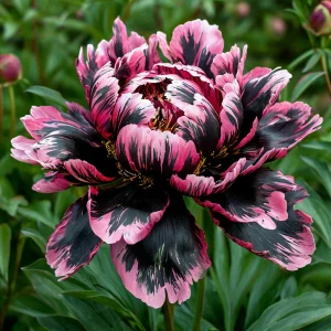 Пион Дроп Руби купить по цене от 469р. в интернет-магазине «Посадика» с доставкой почтой в в Краснослободске и по всей России – [изображение №1].