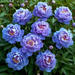 Пион Голубой лотос купить по цене от 590р. в интернет-магазине «Посадика» с доставкой почтой в в Краснослободске и по всей России – [изображение №1].